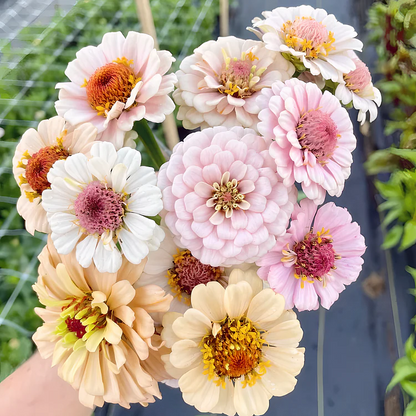 🦋 Easy Double Zinnia Seeds – Massive Colorful Blooms in Just Weeks 🌸✨