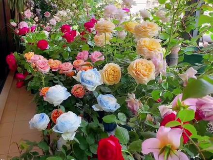 💐Mixed Color Rose Combination Seeds