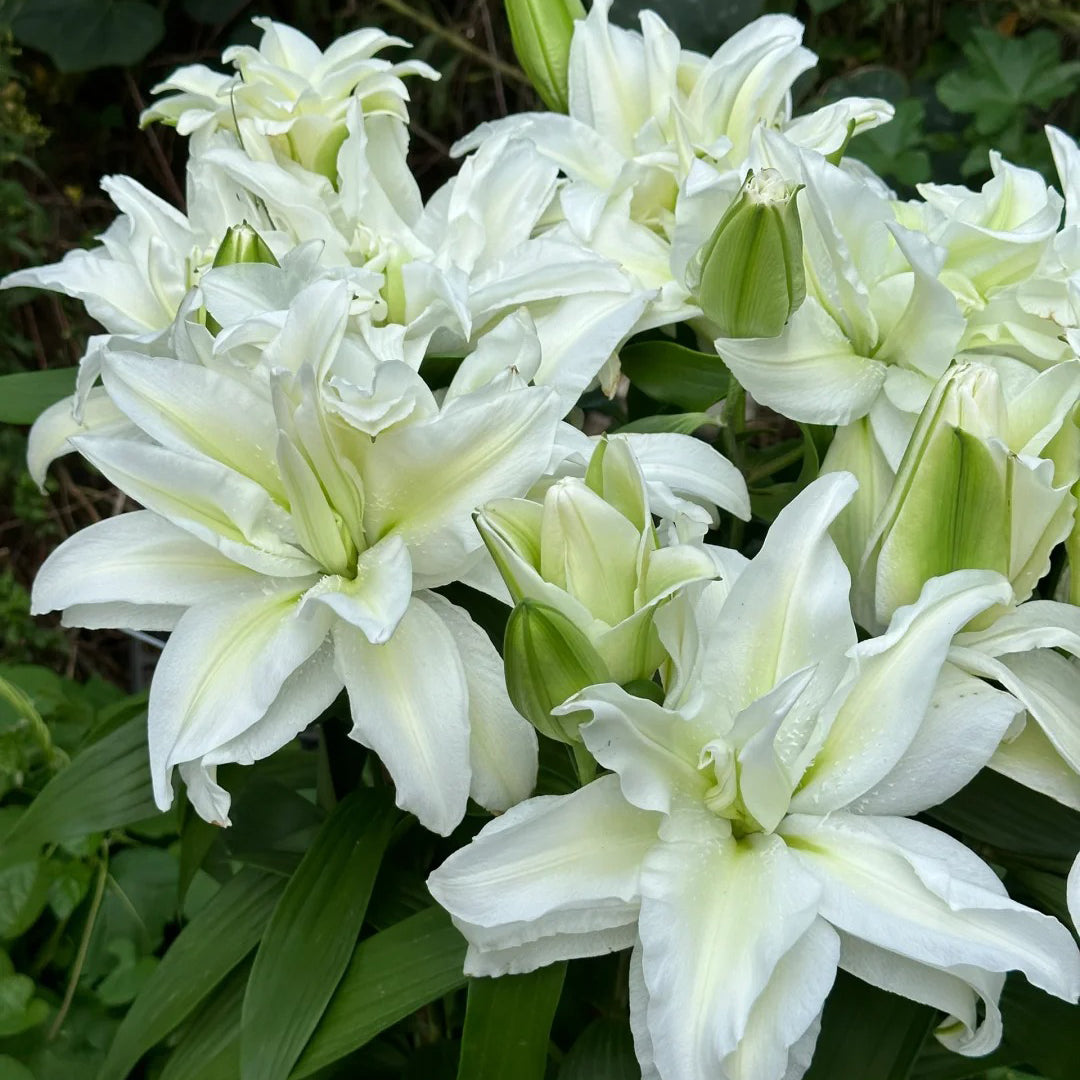 🌸 Double Petal Lily – Where Elegance Meets Fragrance
