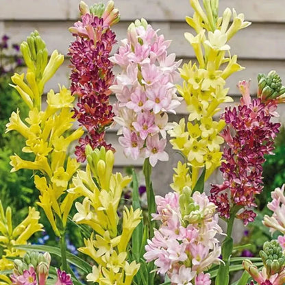 💖 Double Fragrant Tuberose 🌸🌙 A Garden Favorite for Romantic Evenings