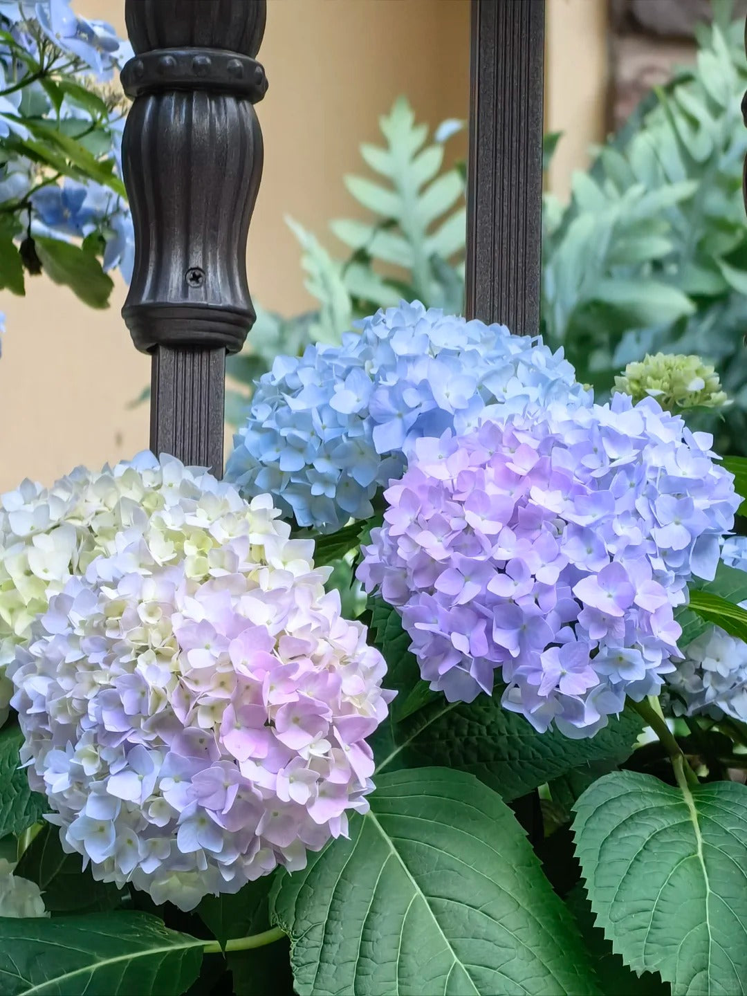 🔥🔥 Hydrangea Bulbs🌸  – Grow Huge, Cloud-Like Blooms at Home 🌿