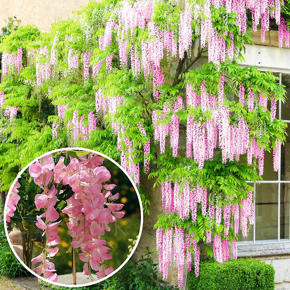 🔥LAST DAY 75% Off🌺The Queen Of Flowers—Wisteria Flower Seeds