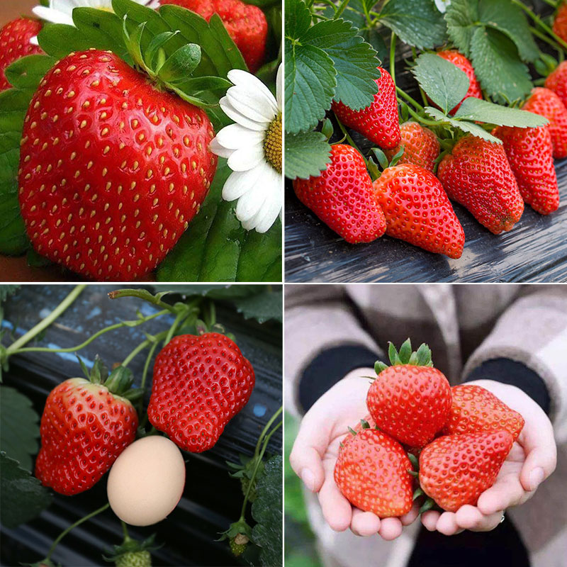🍓🍓Super Giant Strawberry Fruit Seeds-very easy to grow🍓🍓