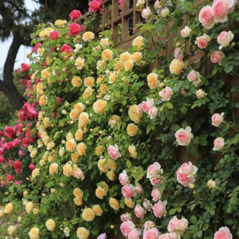 🌹 Fast-Growing Climbing Roses – Beautiful Blooms in Just One Year!