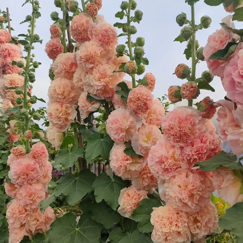 DOUBLE HOLLYHOCK SEEDS