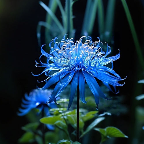 💙🌺 Blue Spider Lily – Exotic Rare Beauty for Your Garden!