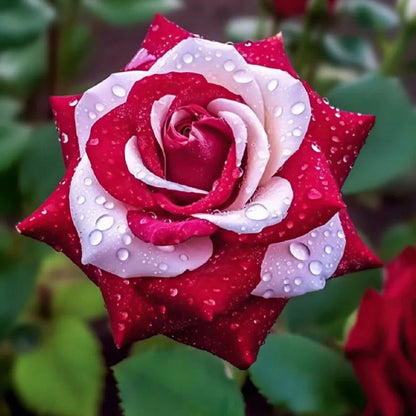 This Rose Doesn’t Look Real… But It Is ❤️🤍 Two Colors. One Breathtaking Bloom.