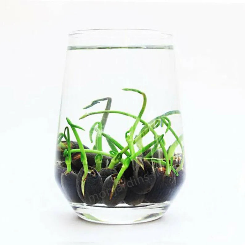 🎁50% Discount🌺The sacred lotus flower in bonsai