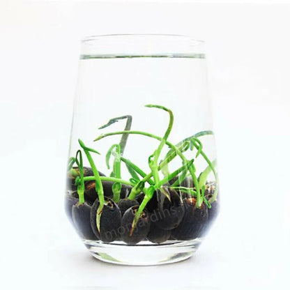 🎁50% Discount🌺The sacred lotus flower in bonsai