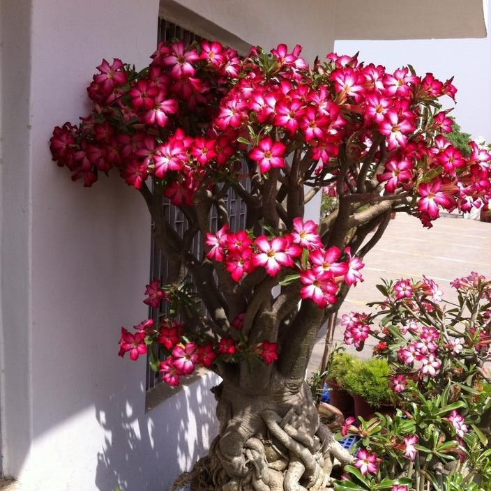 🔥Desert Rose Sale – Save Big Today!🎁 😍Vibrant Blooms All Season Long 🌵