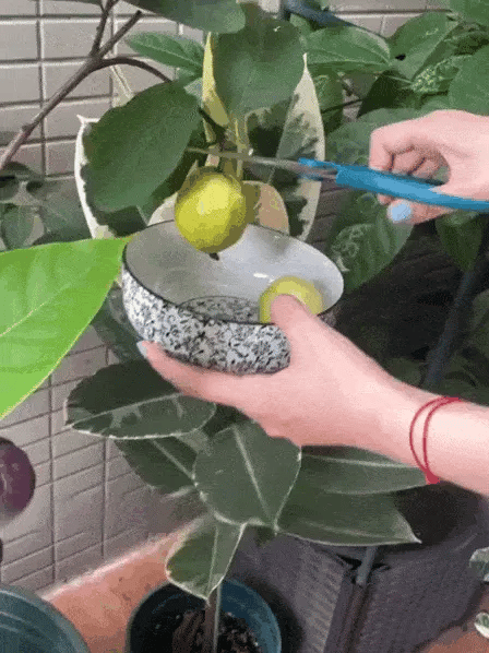 🍓 Plant Exotic Red Guava & Enjoy Fresh Fruit