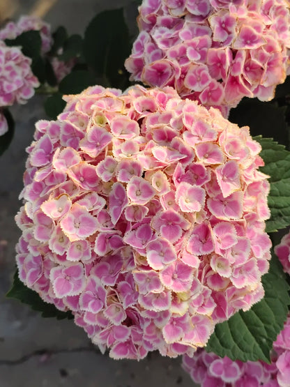 🔥🔥 Hydrangea Bulbs🌸  – Grow Huge, Cloud-Like Blooms at Home 🌿