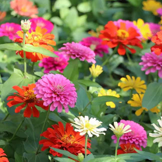 👉 Grow Gorgeous, Eye-Catching Flowers at Home — No Experience or Green Thumb Needed 🌱