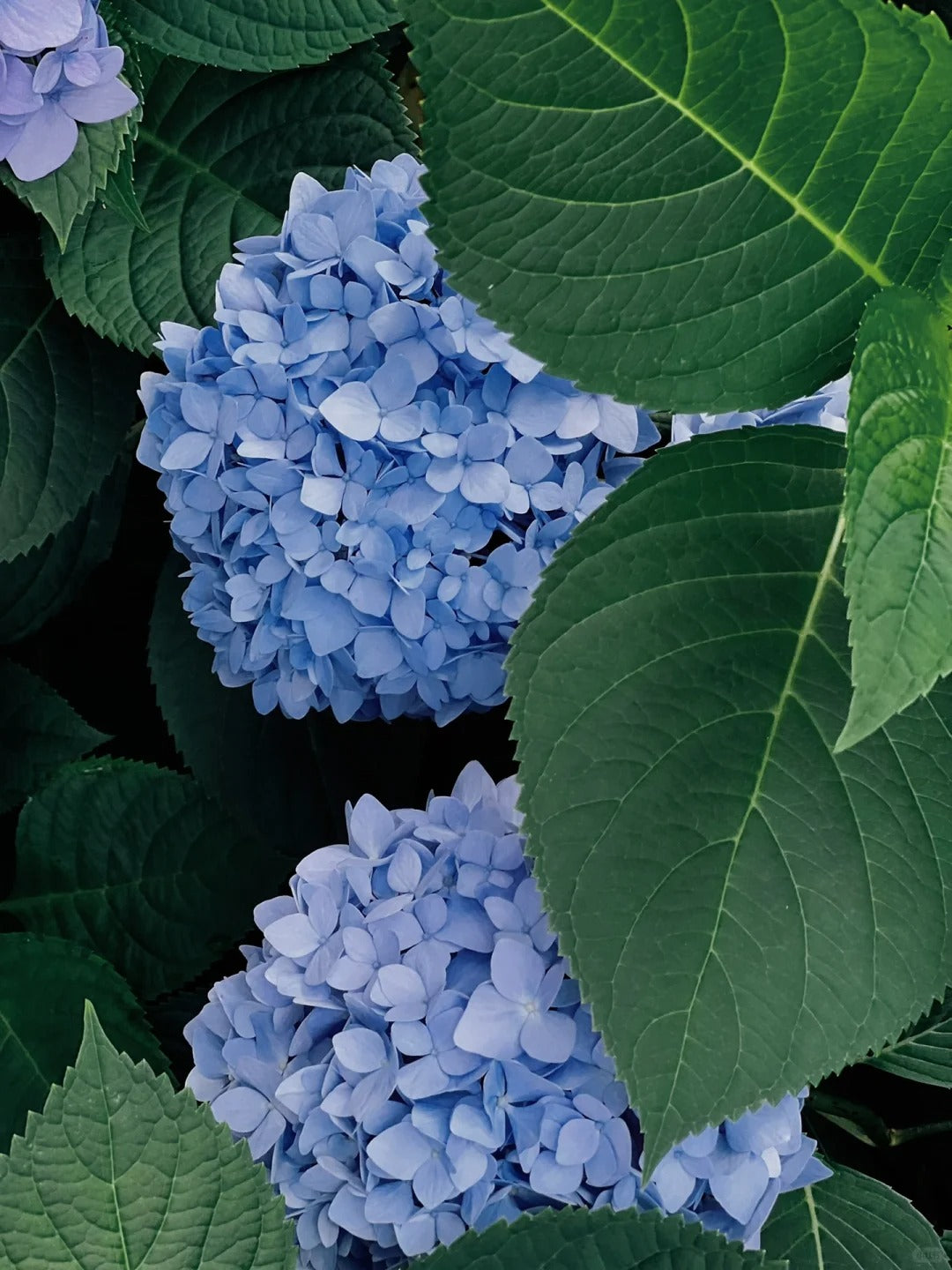 🔥🔥 Hydrangea Bulbs🌸  – Grow Huge, Cloud-Like Blooms at Home 🌿