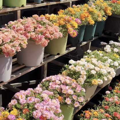 🐝 With the Most Hardy Flowers, create the freest DIY🌼 Double-Flower Moss Roses