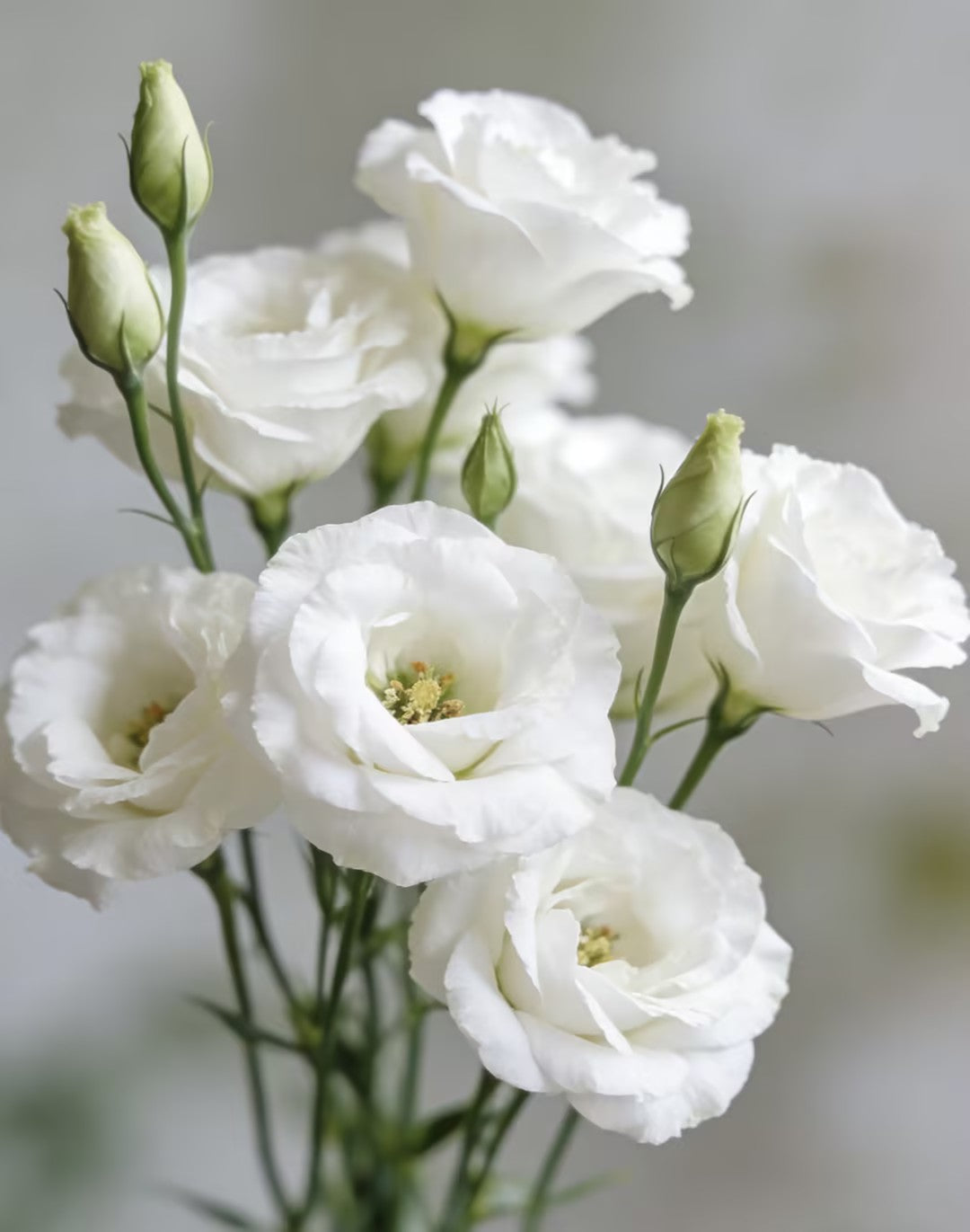 💖🌷Experience the Beauty of Eustoma in Your Own Garden 💐