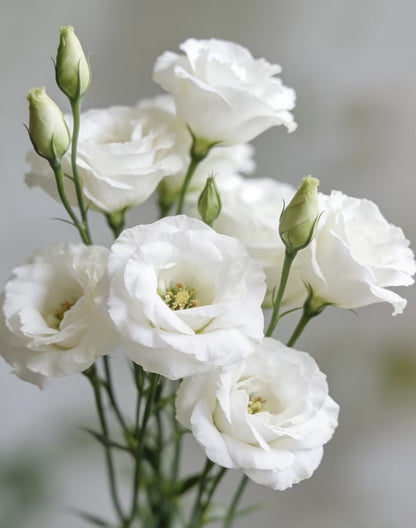 💖🌷Experience the Beauty of Eustoma in Your Own Garden 💐