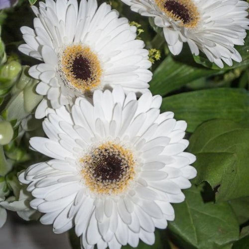 🌼 Heat-Resistant Gerbera Seeds – Bold Color, Built for Heat