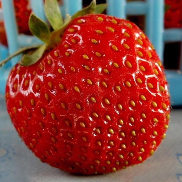 🍓🍓Super Giant Strawberry Fruit Seeds-very easy to grow🍓🍓