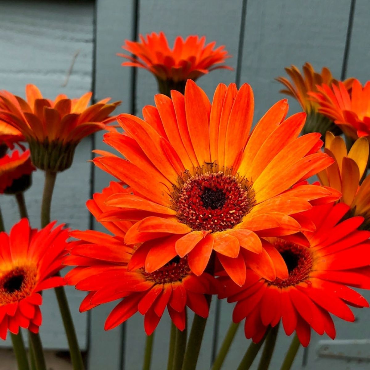 🌼 Heat-Resistant Gerbera Seeds – Bold Color, Built for Heat