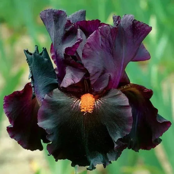 Dark Red