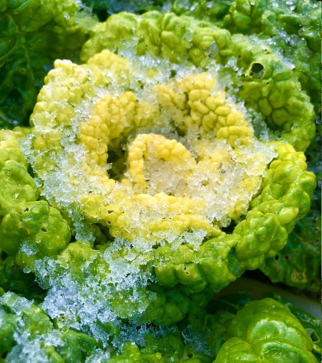 Brassica Narinosa (WuTat Choy) Seeds