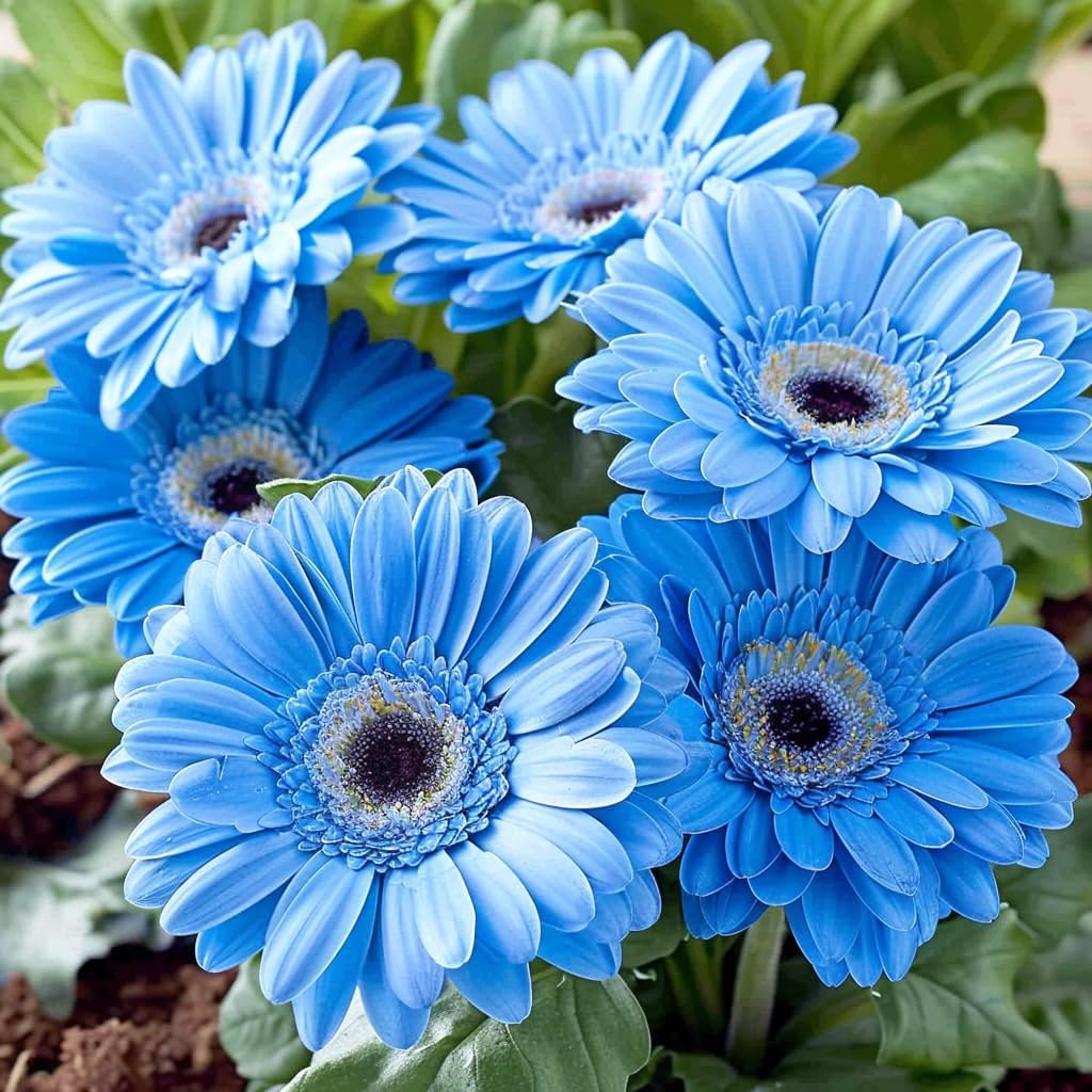 🌼 Heat-Resistant Gerbera Seeds – Bold Color, Built for Heat
