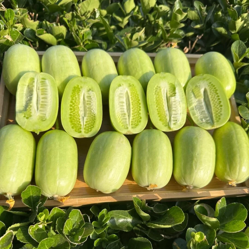 🥒Growable in all seasons - Jade Girl Cucumber