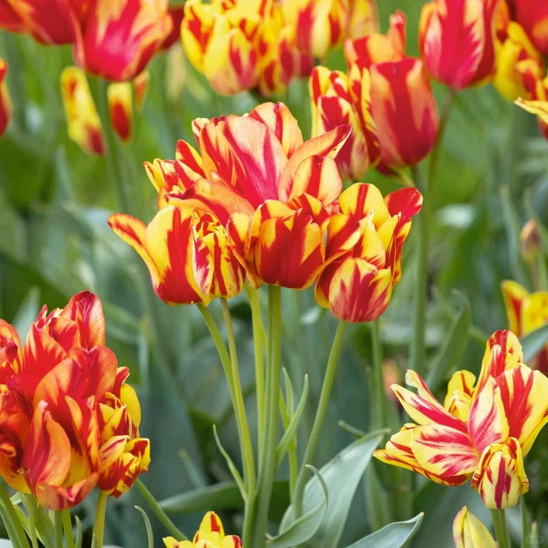 Multiflora Tulip Bulbs (Club Series)🌷 Grow in Water or Soil, Bloom Next Month