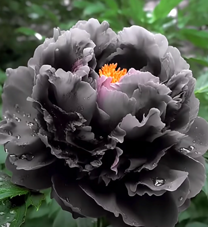 🌺Multicolor Peony Seeds