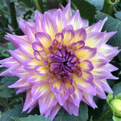 🌺 Rare Double Dahlias 🌿 Bold, Lush Blooms You Won’t Find in Ordinary Gardens