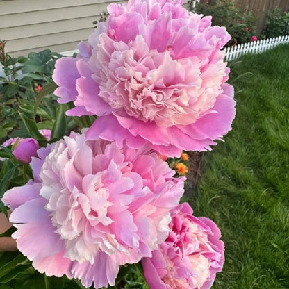 🌺🌺🌺 Bring the “Queen of Flowers” to Your Backyard