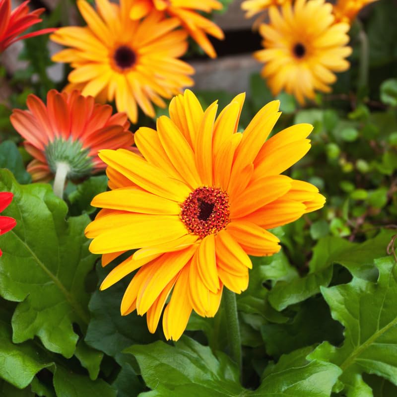 🌼 Heat-Resistant Gerbera Seeds – Bold Color, Built for Heat