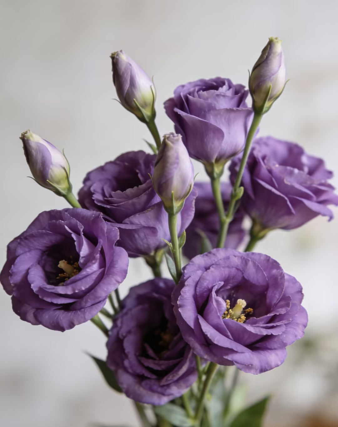 💖🌷Experience the Beauty of Eustoma in Your Own Garden 💐