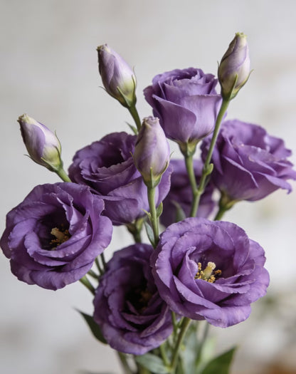 💖🌷Experience the Beauty of Eustoma in Your Own Garden 💐