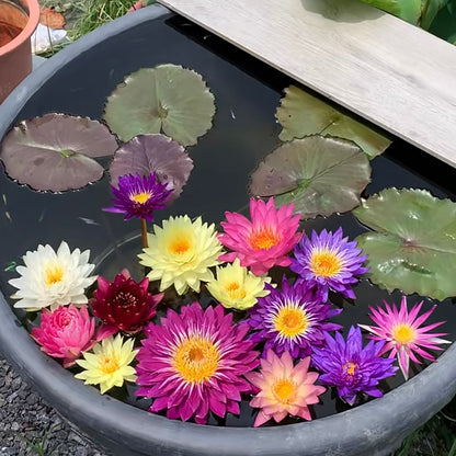 ✨🪷 Water Lilies: Transform Your Water Garden into a Living Masterpiece
