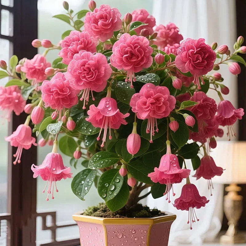 🌸 Double Fuchsia Plants – Elegant Cascading Blooms for Shade Gardens