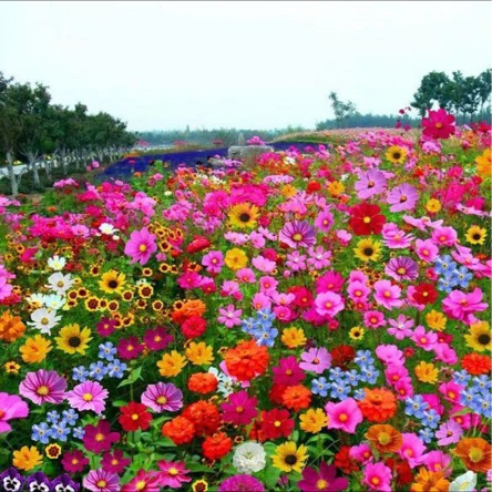 🌸 All-Season Mixed Perennial Flowers Seeds – 90+ Varieties, Bloom All Year!