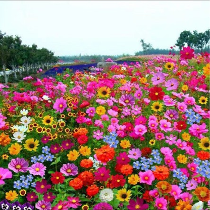 🌸 All-Season Mixed Perennial Flowers Seeds – 90+ Varieties, Bloom All Year!