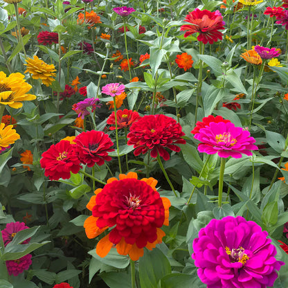🦋 Easy Double Zinnia Seeds – Massive Colorful Blooms in Just Weeks 🌸✨