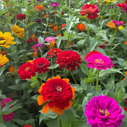 🏠🌿Easy Double Zinnia Seeds – Big, Bold, Beautiful💮🤗