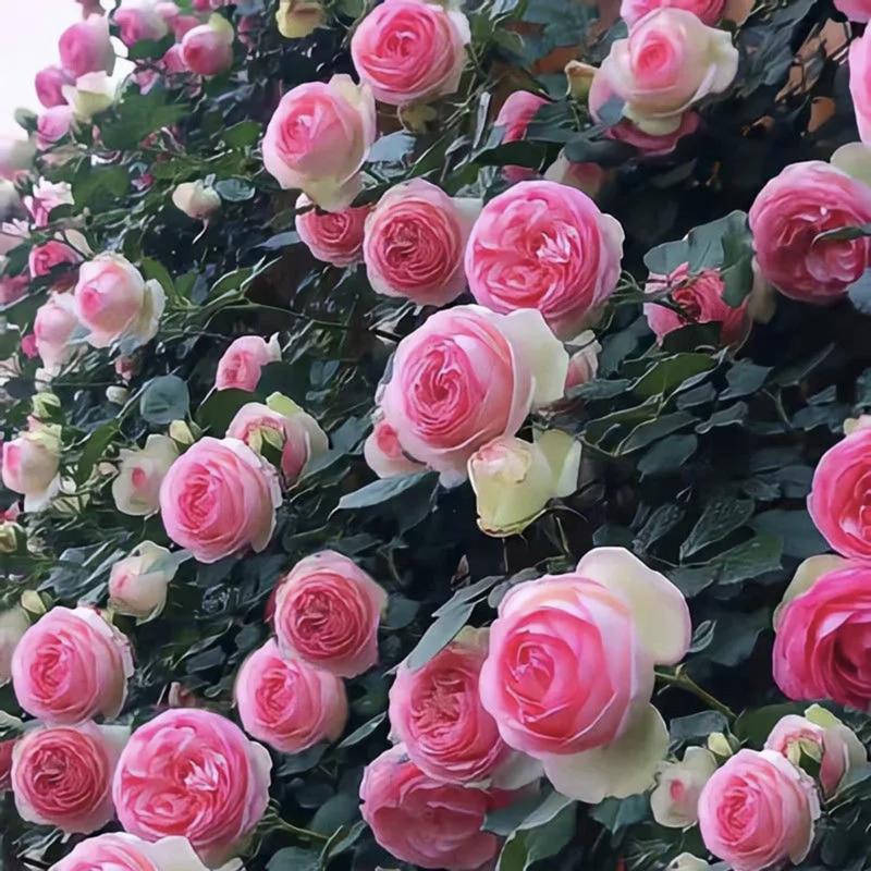 🌹 Fast-Growing Climbing Roses – Beautiful Blooms in Just One Year!