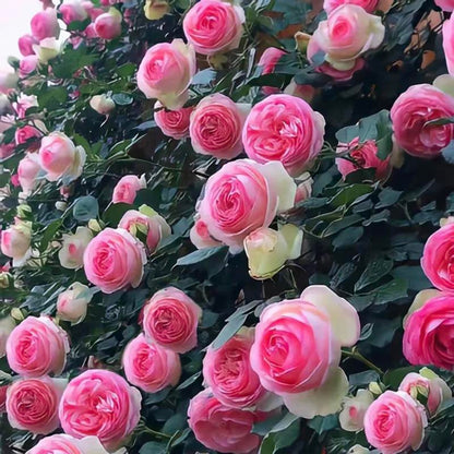 🌹 Fast-Growing Climbing Roses – Beautiful Blooms in Just One Year!