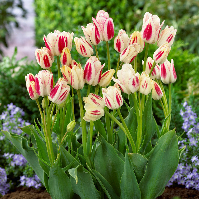 Multiflora Tulip Bulbs (Club Series)🌷 Grow in Water or Soil, Bloom Next Month