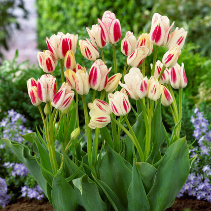 Multiflora Tulip Bulbs (Club Series)🌷 Grow in Water or Soil, Bloom Next Month