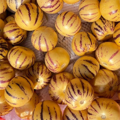 🍐🍐Pepino Melon Seeds