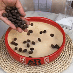 🪷 Grow Your Own Sacred Lotus at Home