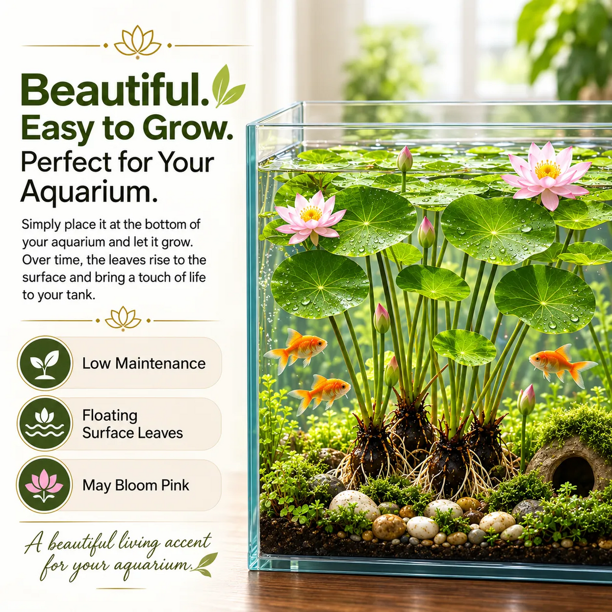 🌿🐟Grow Your Own Colorful Hydroponic Lotus! 🌸🔥 From Aquarium to Underwater Paradise!