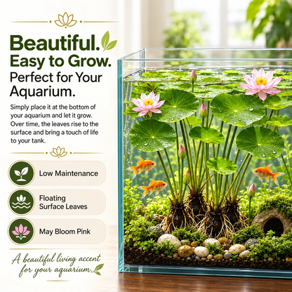 🌿🐟Grow Your Own Colorful Hydroponic Lotus! 🌸🔥 From Aquarium to Underwater Paradise!
