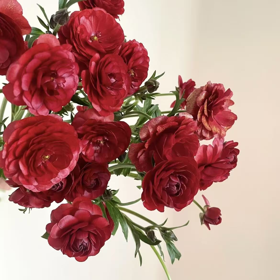 🌸 Grow Bouquet-Quality Flowers at Home with Ranunculus Bulbs 💐